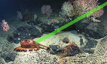green laser points to dangerous cone shell